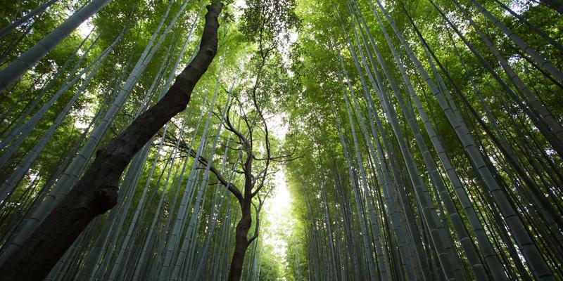 北田美朵生活分享案例解析：阅读如何重塑现代人的精神家园