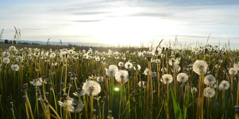 北田美朵：用园艺打造日式禅意，重获宁静生活的艺术
