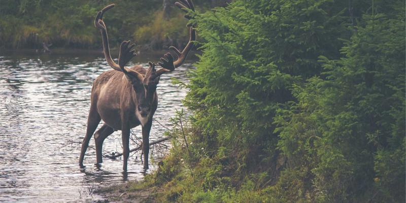 北田美朵的‘微观四季’摄影：用手机捕捉庭院苔藓与晨露的日本禅意
